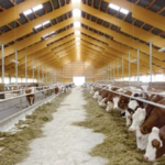 وزارة الزراعة: تمويلات المشروع القومي للبتلو تصل إلى 10.3 مليار جنيه