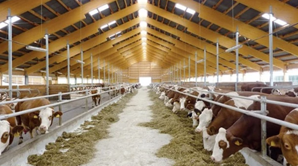 وزارة الزراعة: تمويلات المشروع القومي للبتلو تصل إلى 10.3 مليار جنيه