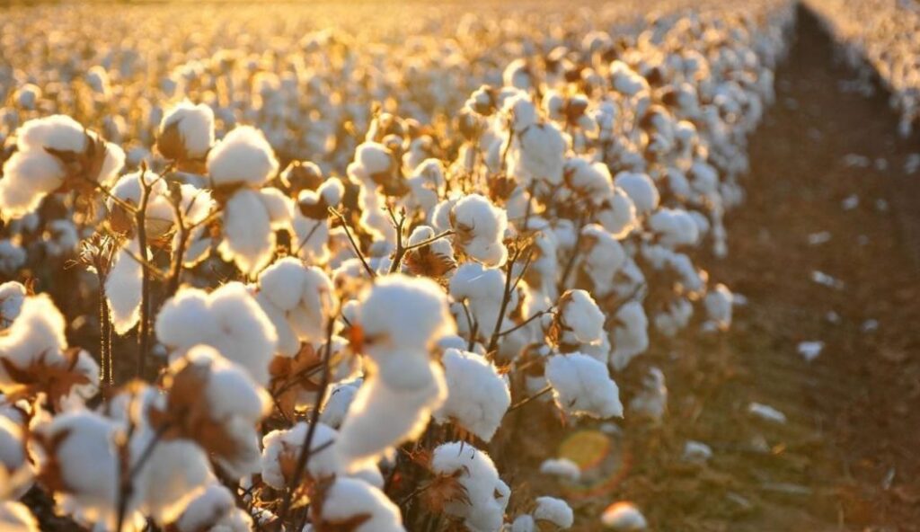 الزراعة تنتهي من تجهيز 79 ألف شيكارة من تقاوي القطن عالية الجودة الزراعة تنتهي من تجهيز 79 ألف شيكارة من تقاوي القطن عالية الجودة